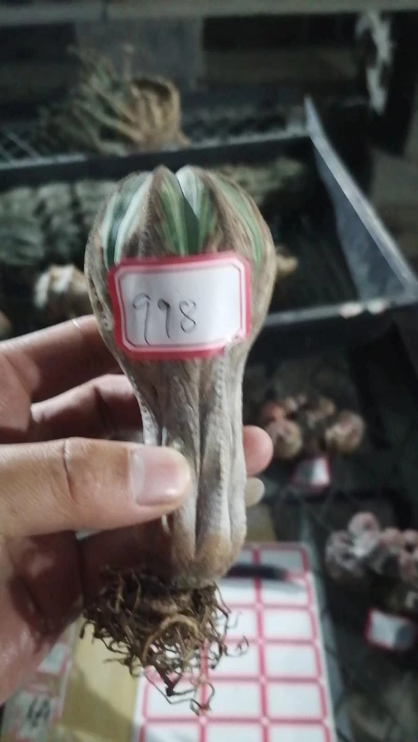 布纹球 一物一拍（直播间）