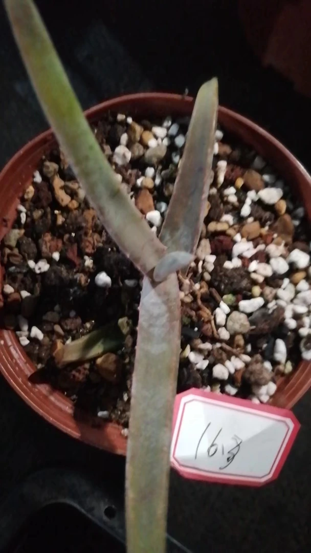 芦荟一物一拍（直播间）植物