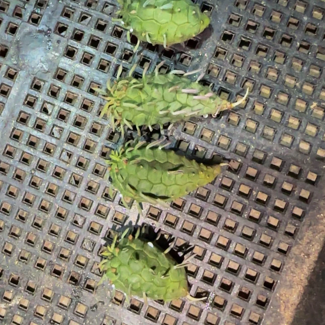 【闪购商品】165布纹球4566