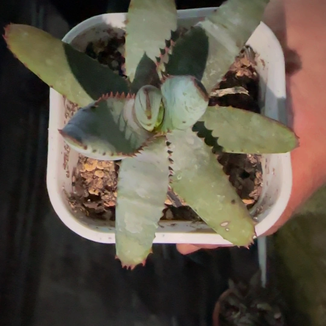 【闪购商品】༥****༥芦荟1566