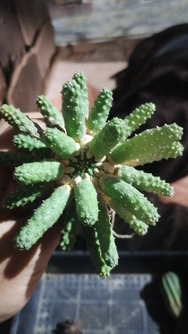 阎魔大戟（直播间）植物