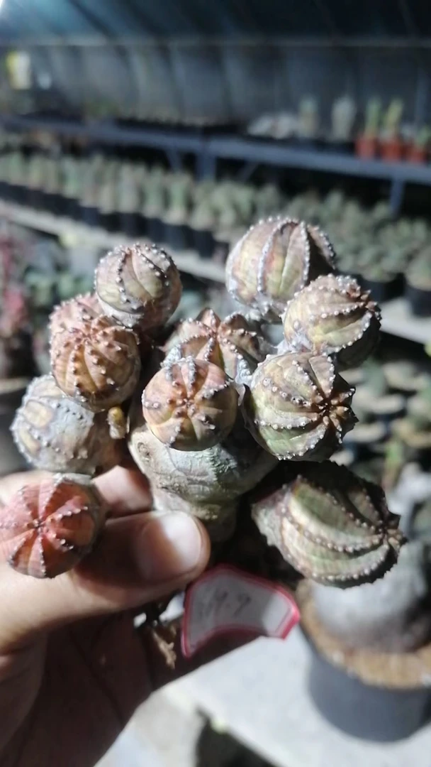 布纹球一物一拍（直播间）植物