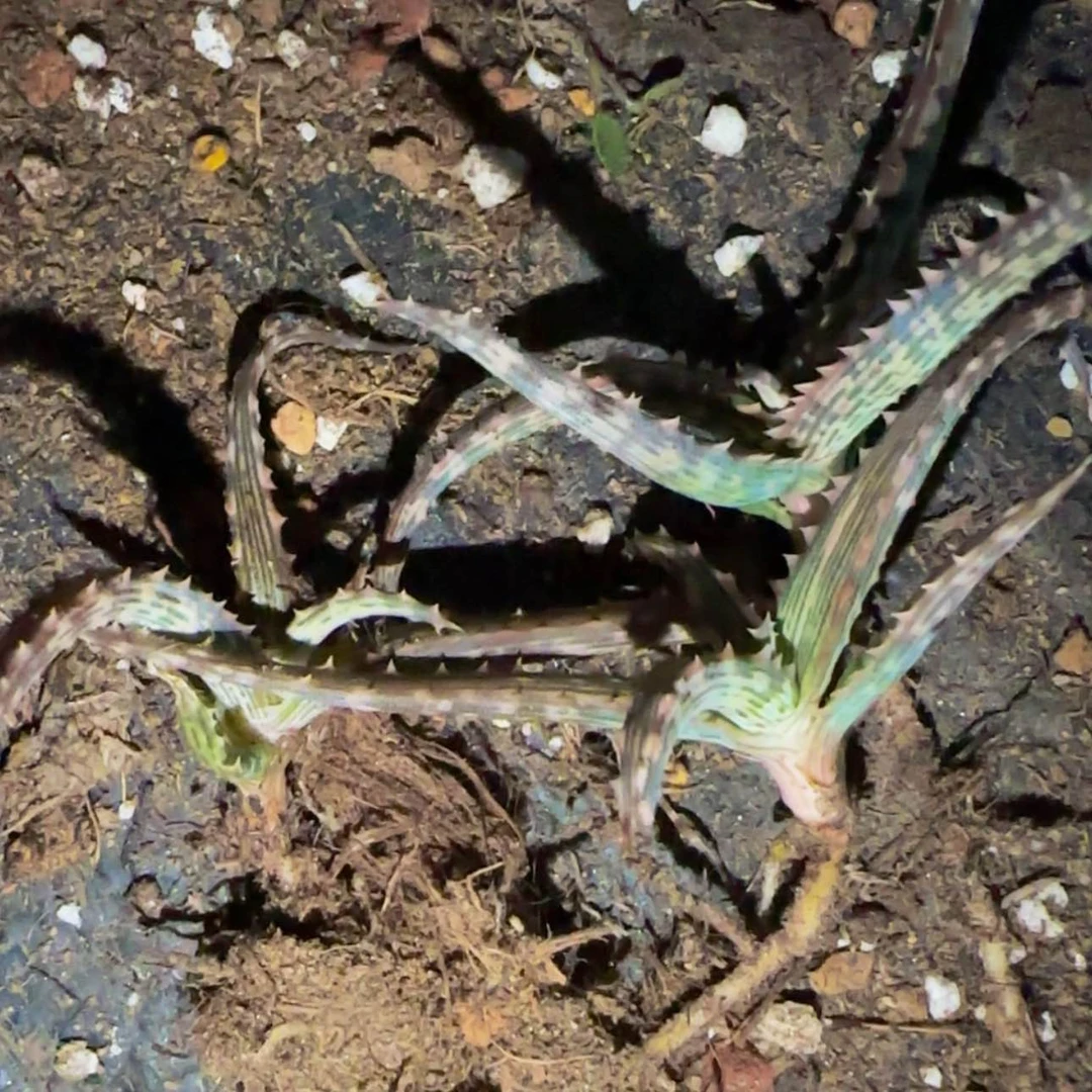 【闪购商品】芦荟2222