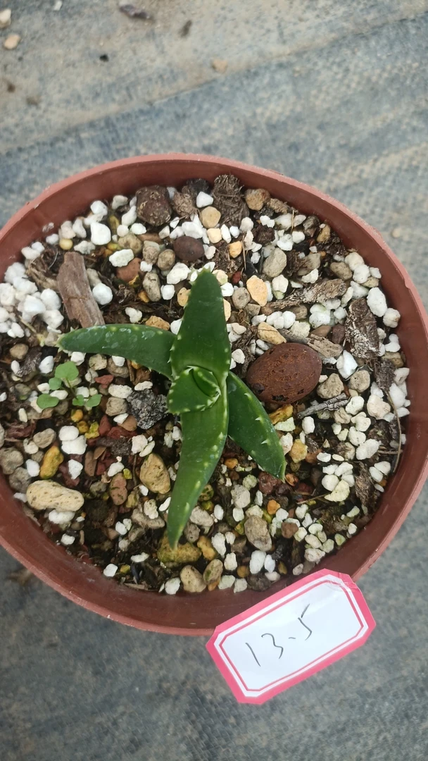 一物一拍（直播间）植物