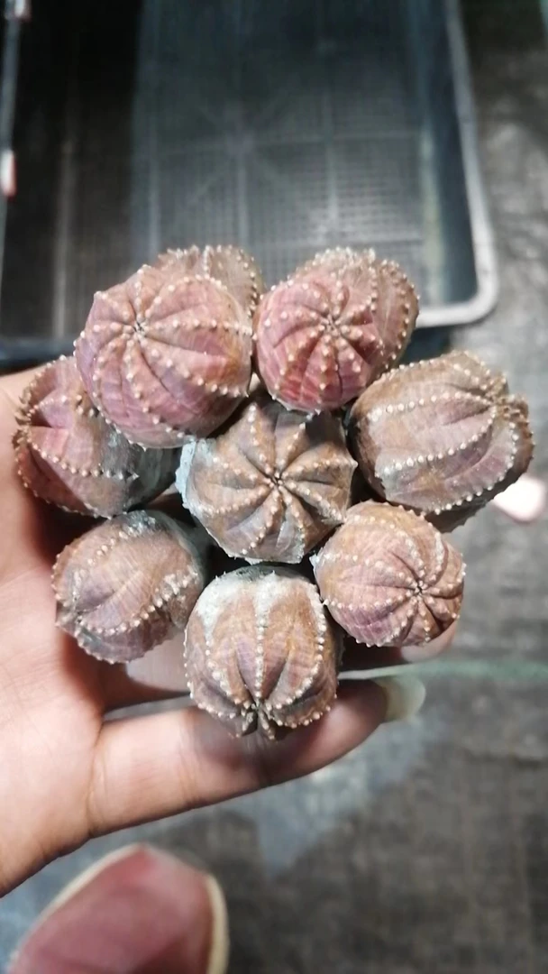 布纹球群一物一拍（直播间）植物
