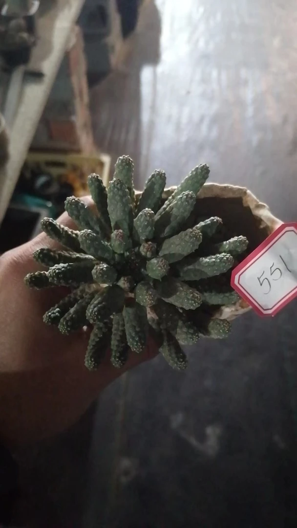 阎魔大戟(直播间)植物