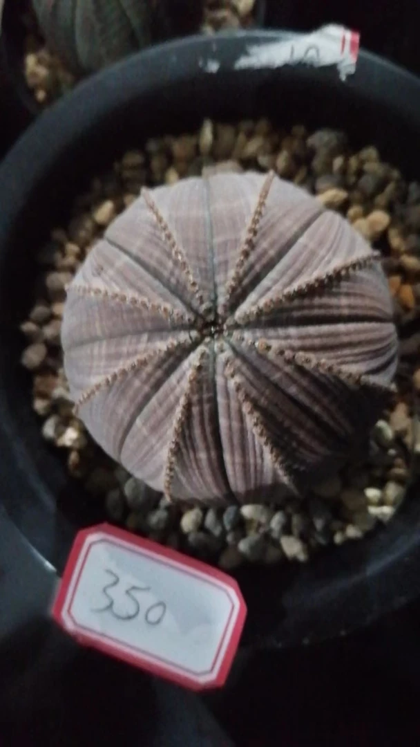 布纹球一物一拍（直播间）植物