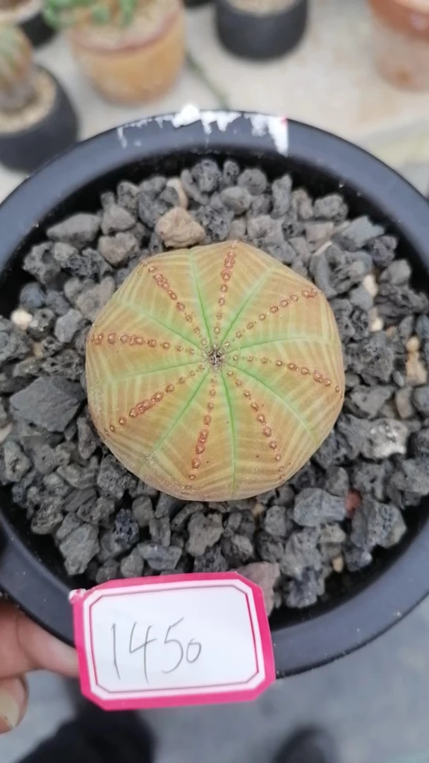 布纹球一物一拍（直播间）植物