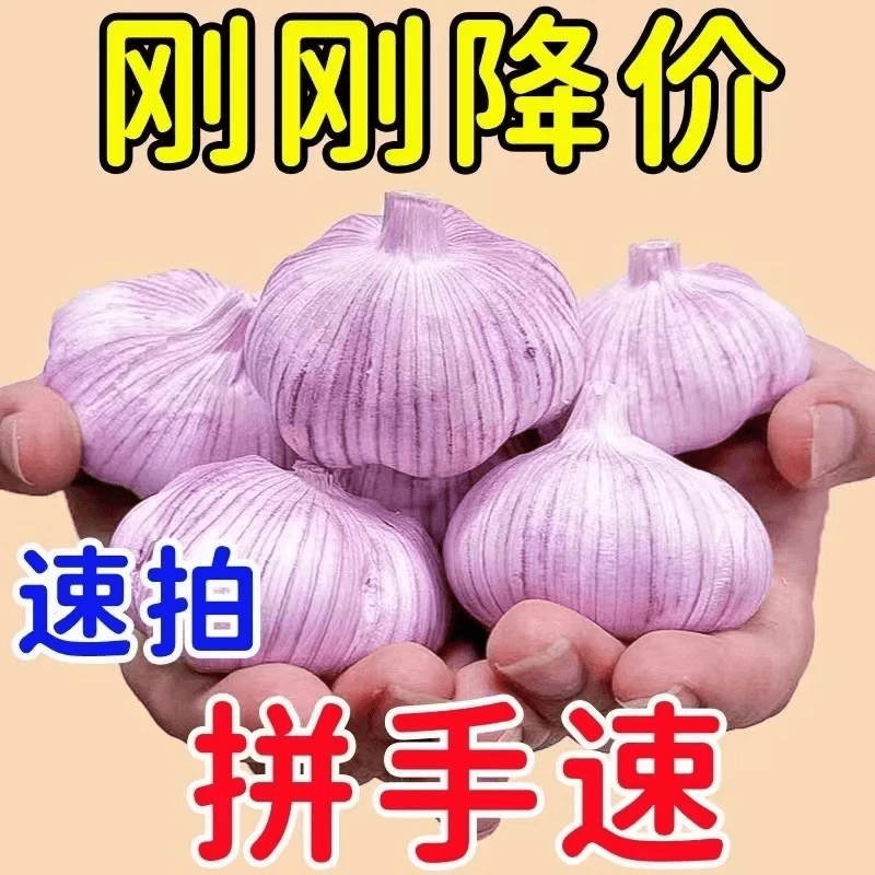 正宗金乡大蒜原产地直发高品质紫白皮大蒜头1斤3斤5斤