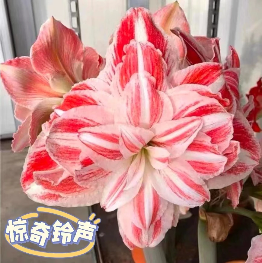 【荷兰种球系列】朱顶红进口荷兰裸球双瓣大花种球室内根系美丽成活