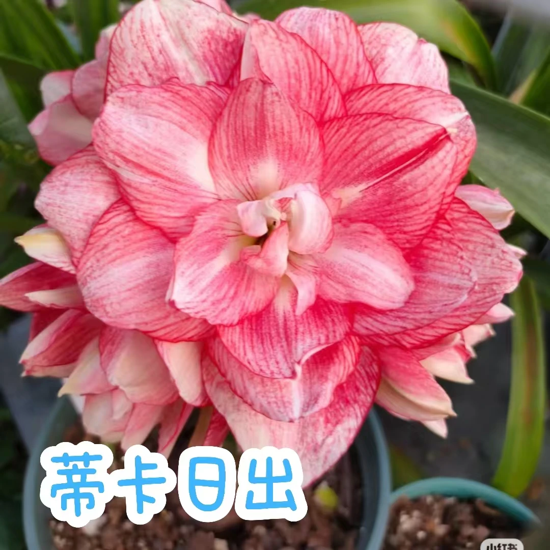 【蒂卡日出】朱顶红秘鲁蒂卡系列包正版秘鲁种球盆栽一物一拍系列