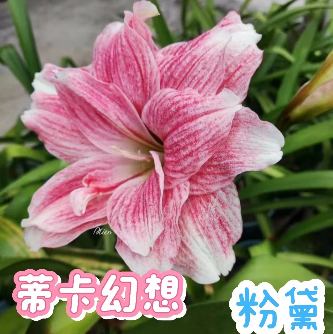 【蒂卡幻想】朱顶红秘鲁蒂卡粉黛系列包正版秘鲁新种球盆栽系列
