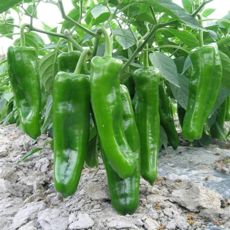 特大牛角辣椒种子美国牛角椒种子高产四季播辣椒种籽阳台庭院种植
