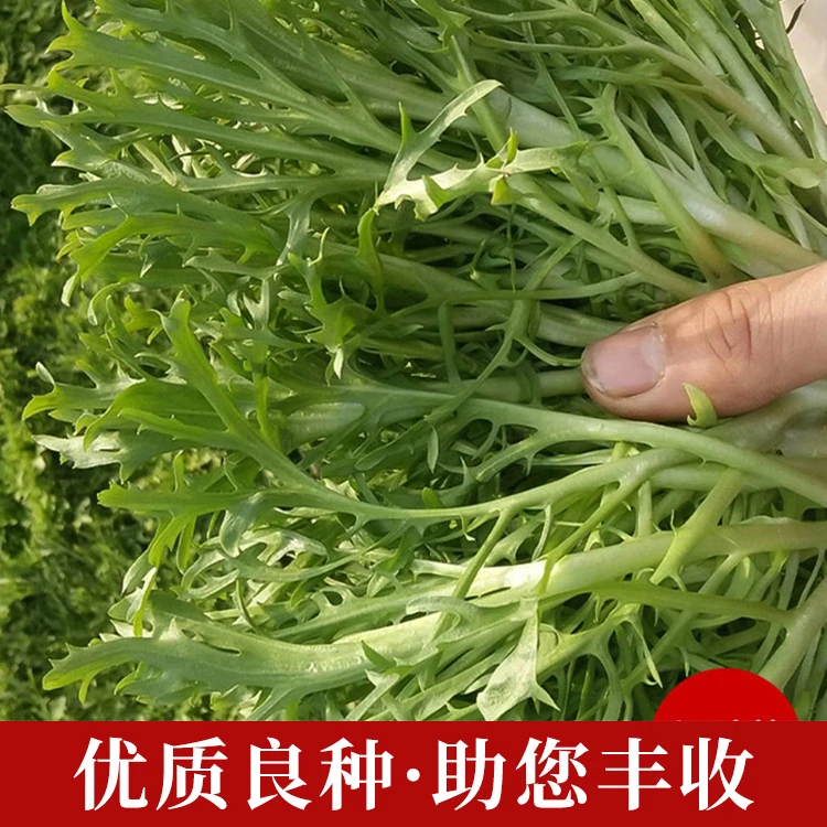 苦苣种籽花叶细叶苦菊生菜菜种春季四季阳台盆栽小菜园种植蔬菜