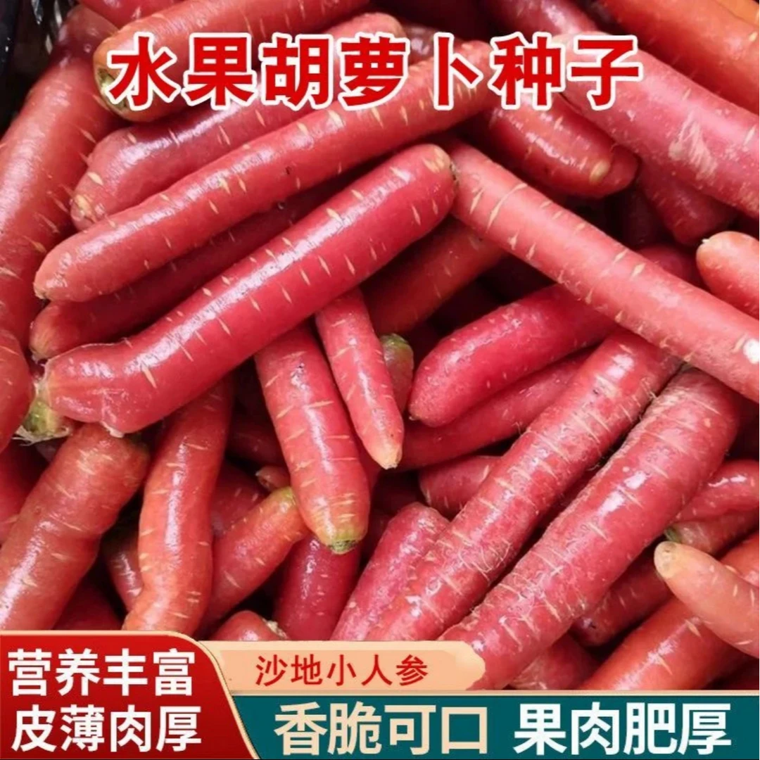 【水果胡萝卜种子】家庭阳台小院盆栽地栽四季种植