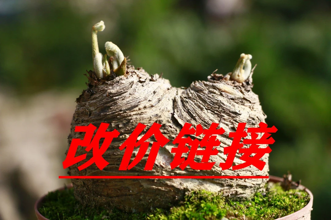 墨西哥铁树  南北方室内室外好养易活绿植