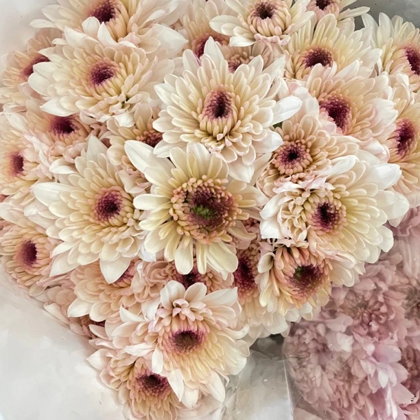 微娅 小雏菊9支+1支损耗