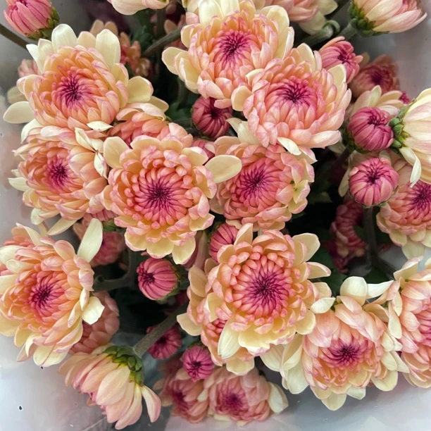 宝莲灯 小雏菊9支+1支损耗