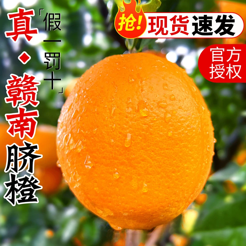10斤赣南脐橙果园直发 当季热卖水果现摘现发爆甜多汁坏果包赔5斤