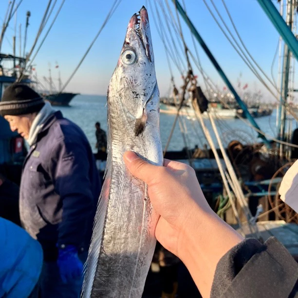【大规格6两/条】山东黄海冷水油带 日照发货顺丰冷链