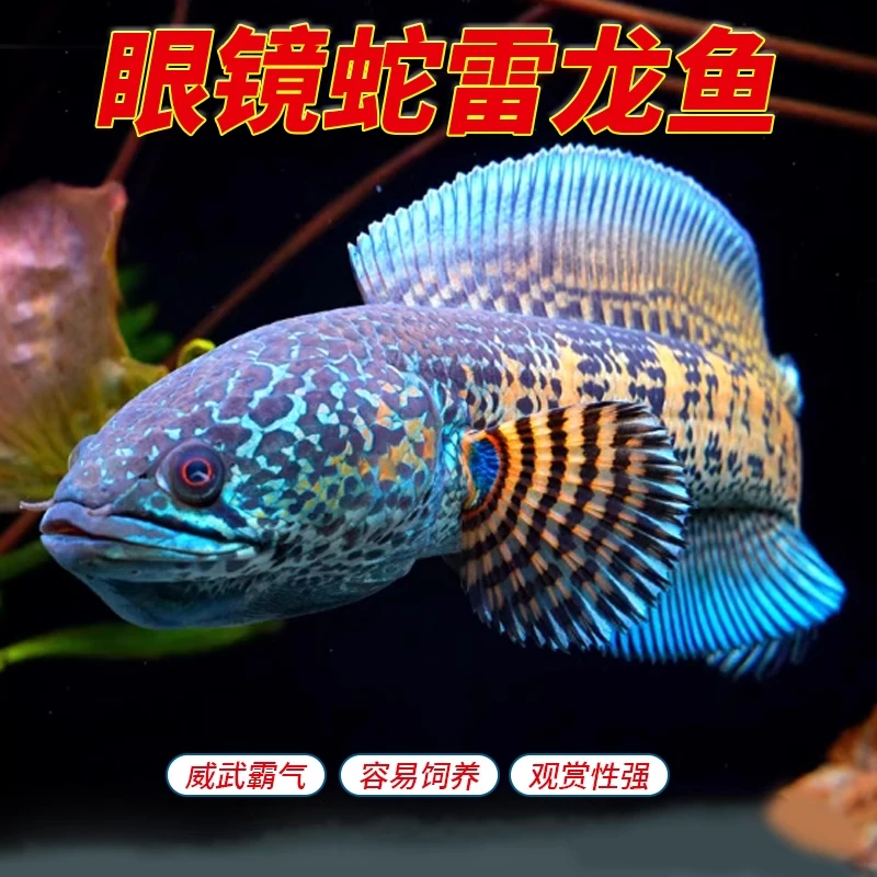 观赏鱼黄金眼镜蛇雷龙 血斑  幻彩红宝石 鬼王 巴卡  奶茶 钴蓝