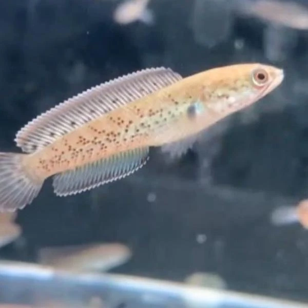 印尼人工蓝宝石鬼王苗（5-7cm）