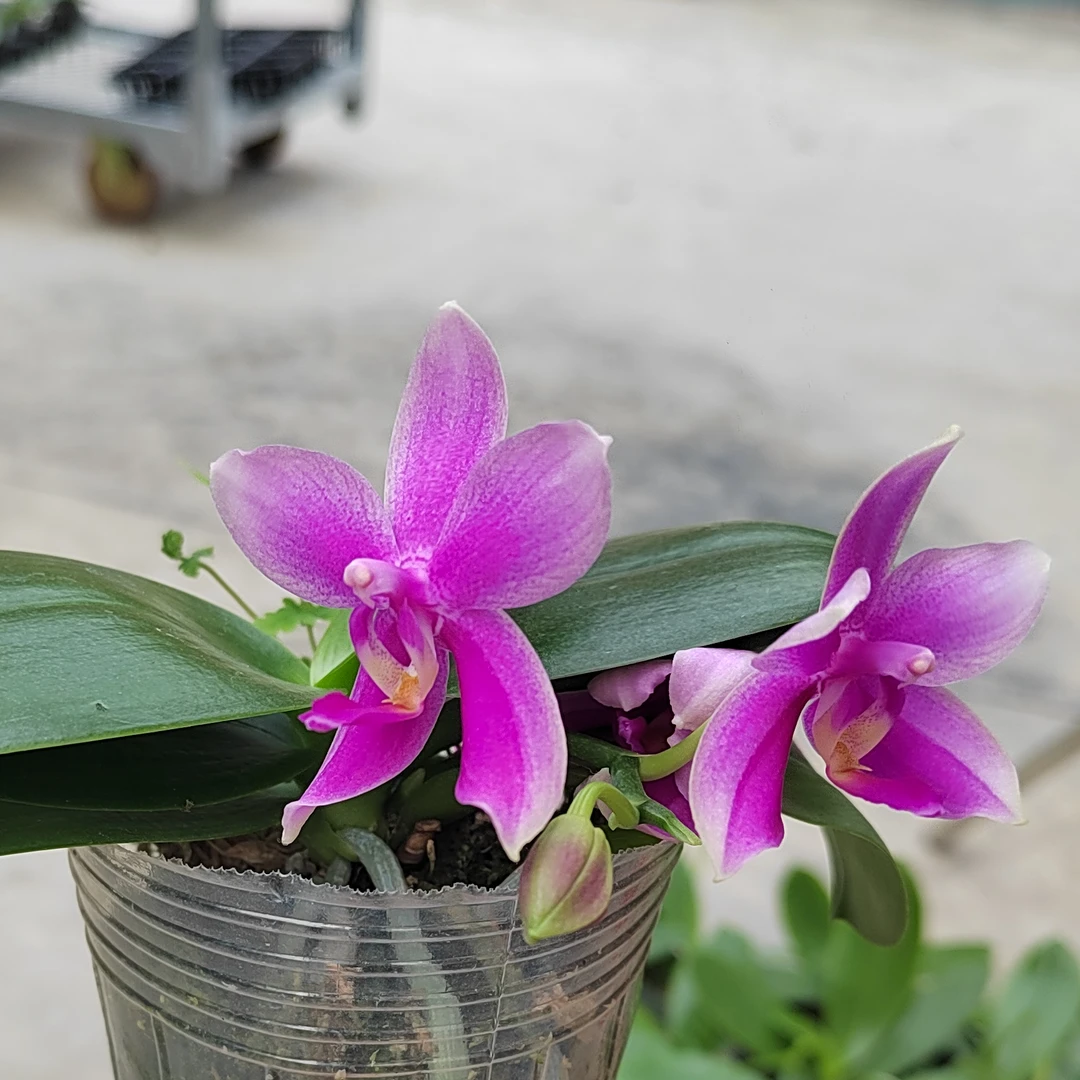 5寸 香奈儿-苗 原生后代趣味兰