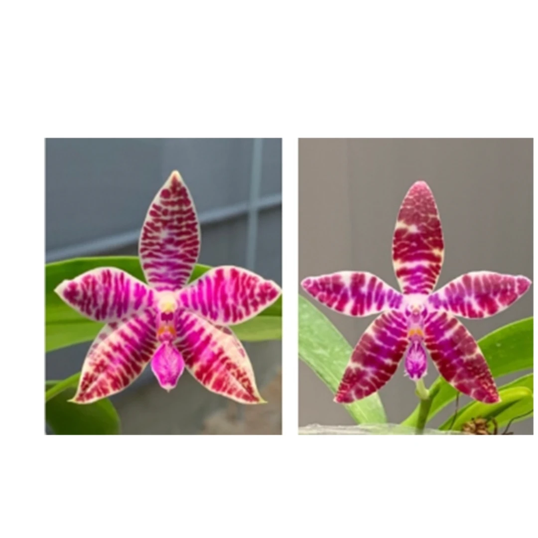 3.5寸 红路德 Phal. lueddemanniana x sib -苗 原生趣味兰