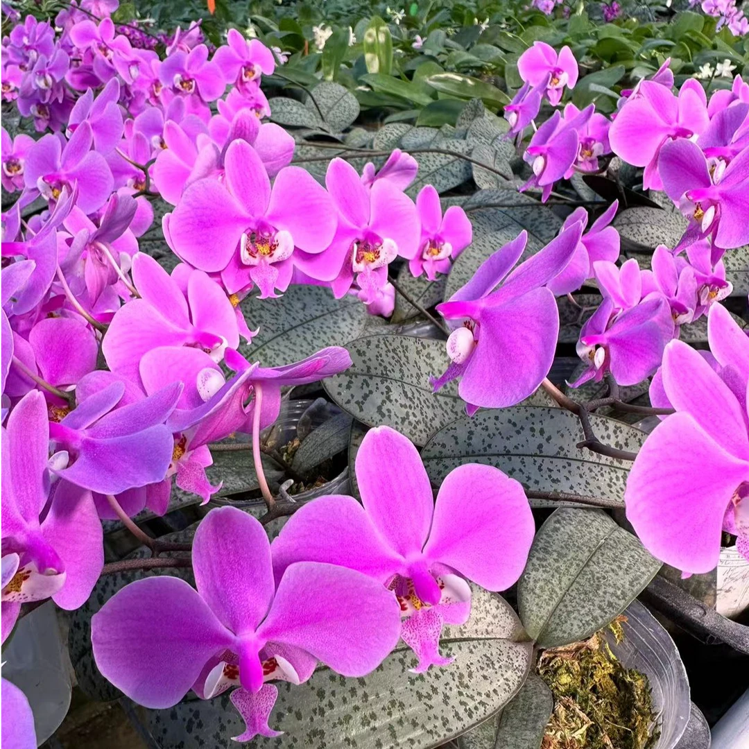 2.8寸 Phal.schilleriana  玫瑰香分生-苗 原生趣味兰