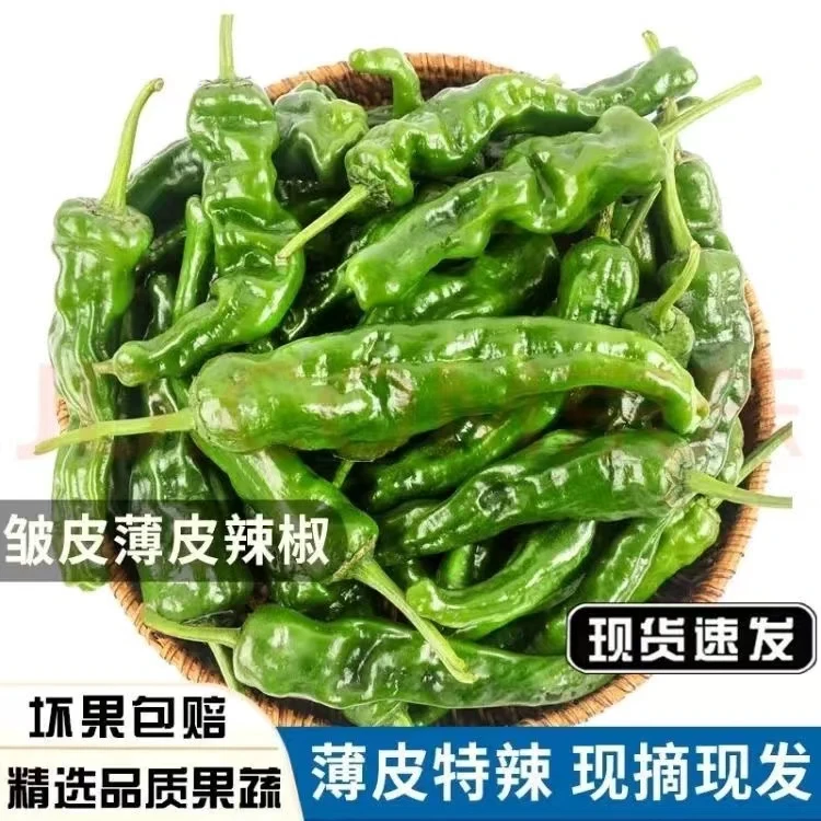 农家自种小邹皮辣椒 现摘现发