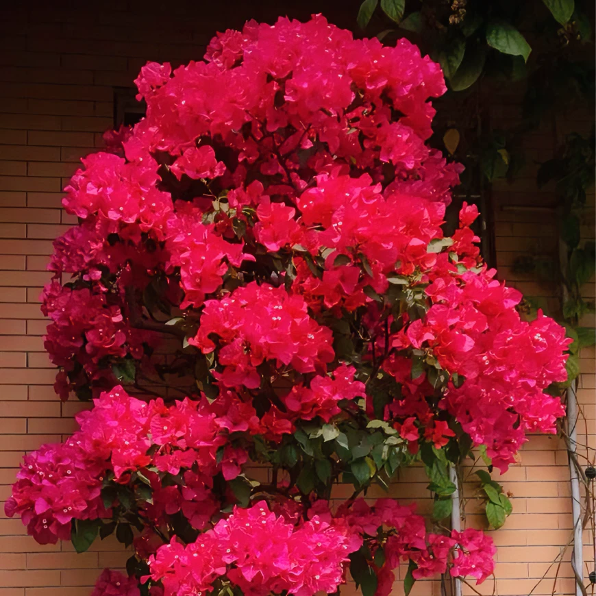 【同安红】正宗三角梅基地直发阳台庭院可飘枝可垂丝可爬藤带花发货