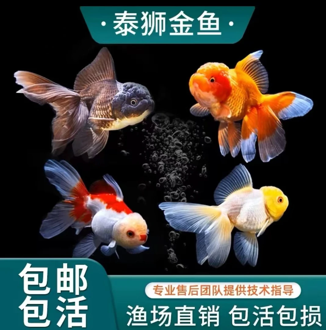 泰狮 冷水观赏鱼 3-6公分 鱼苗