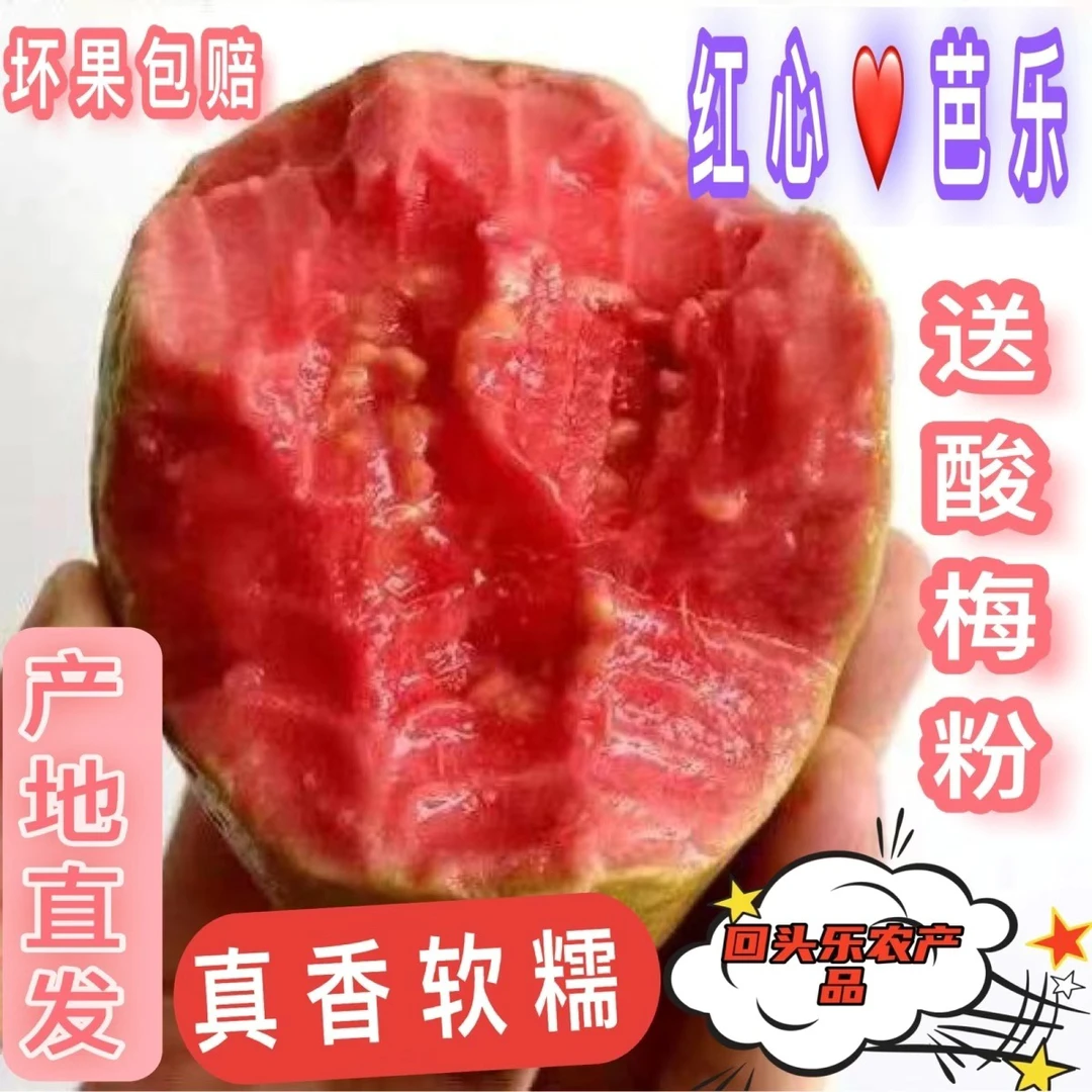 广西现发精选红心低糖香甜西红柿草莓芭乐水果采摘多汁好吃芭乐果