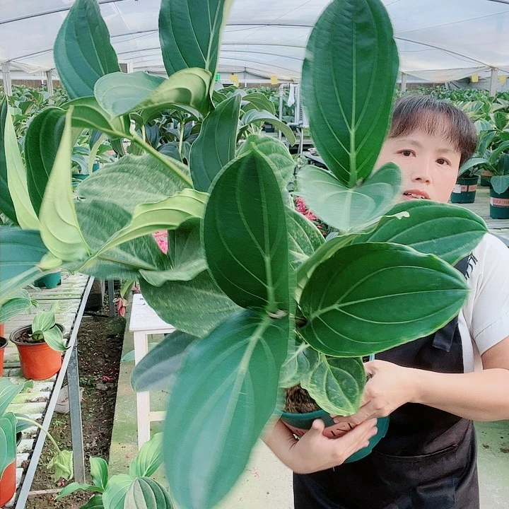 王*宝莲灯开花开花