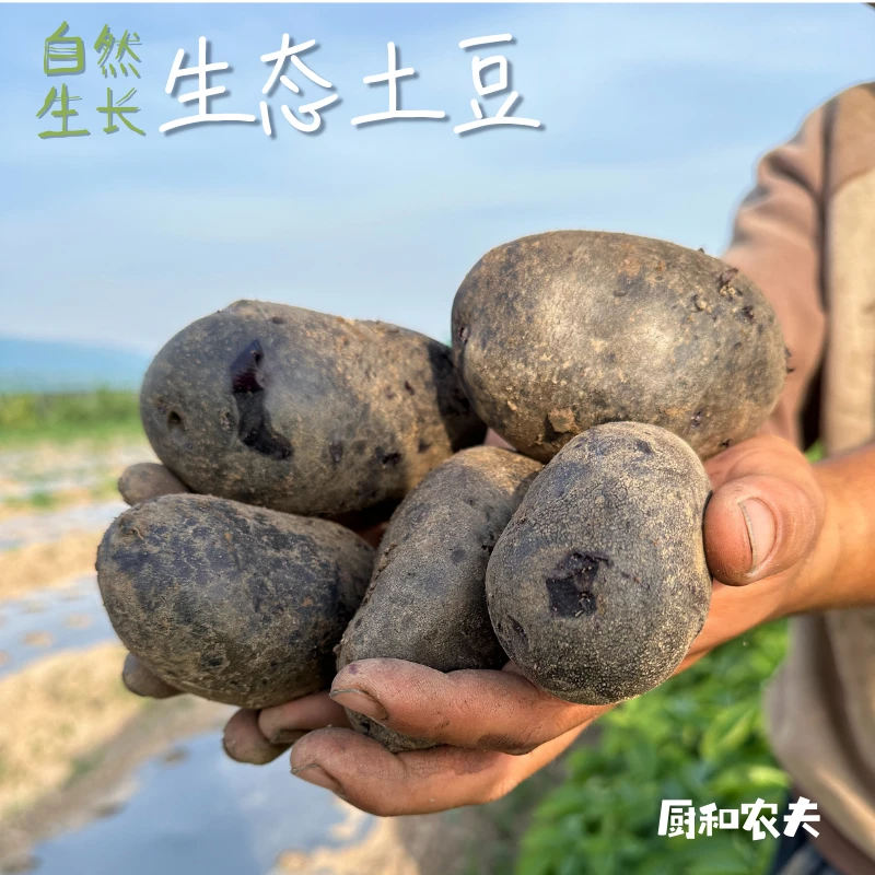 有机方式种植 紫色土豆 富含花青素 黑洋芋 紫洋山芋 0农化 5斤装