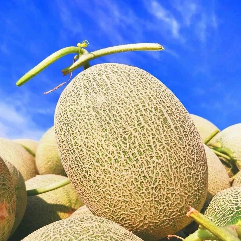 25号小蜜瓜