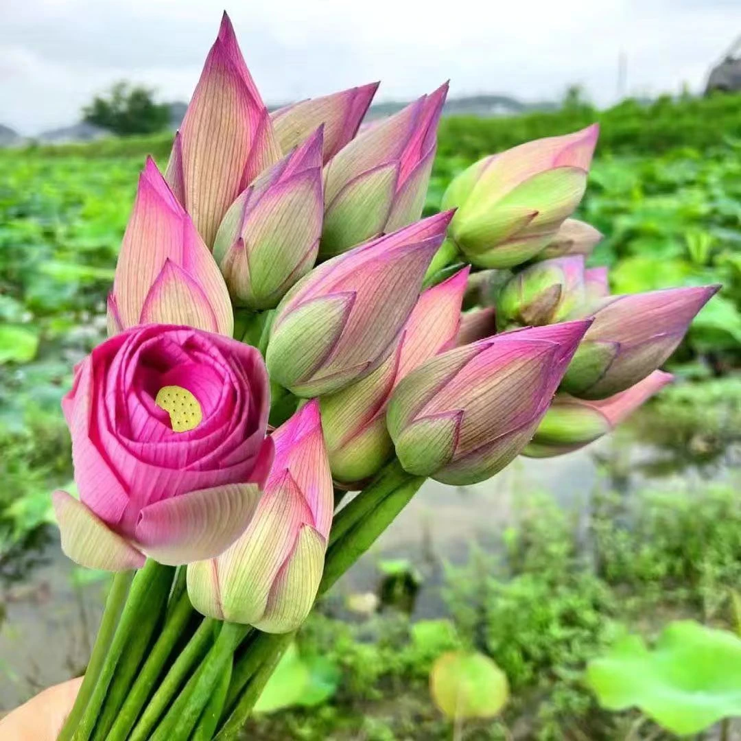 新鲜真荷花莲花装饰真花现摘现发卧室插花婚礼节日通用型荷花苞
