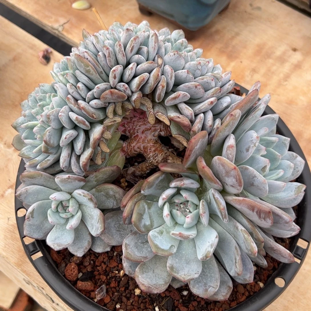 槿桦精品多肉星影