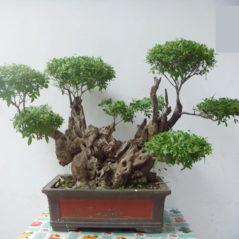 黄荆，盆景素材，镂空炭化四秀可种，鲜话植物好种易活