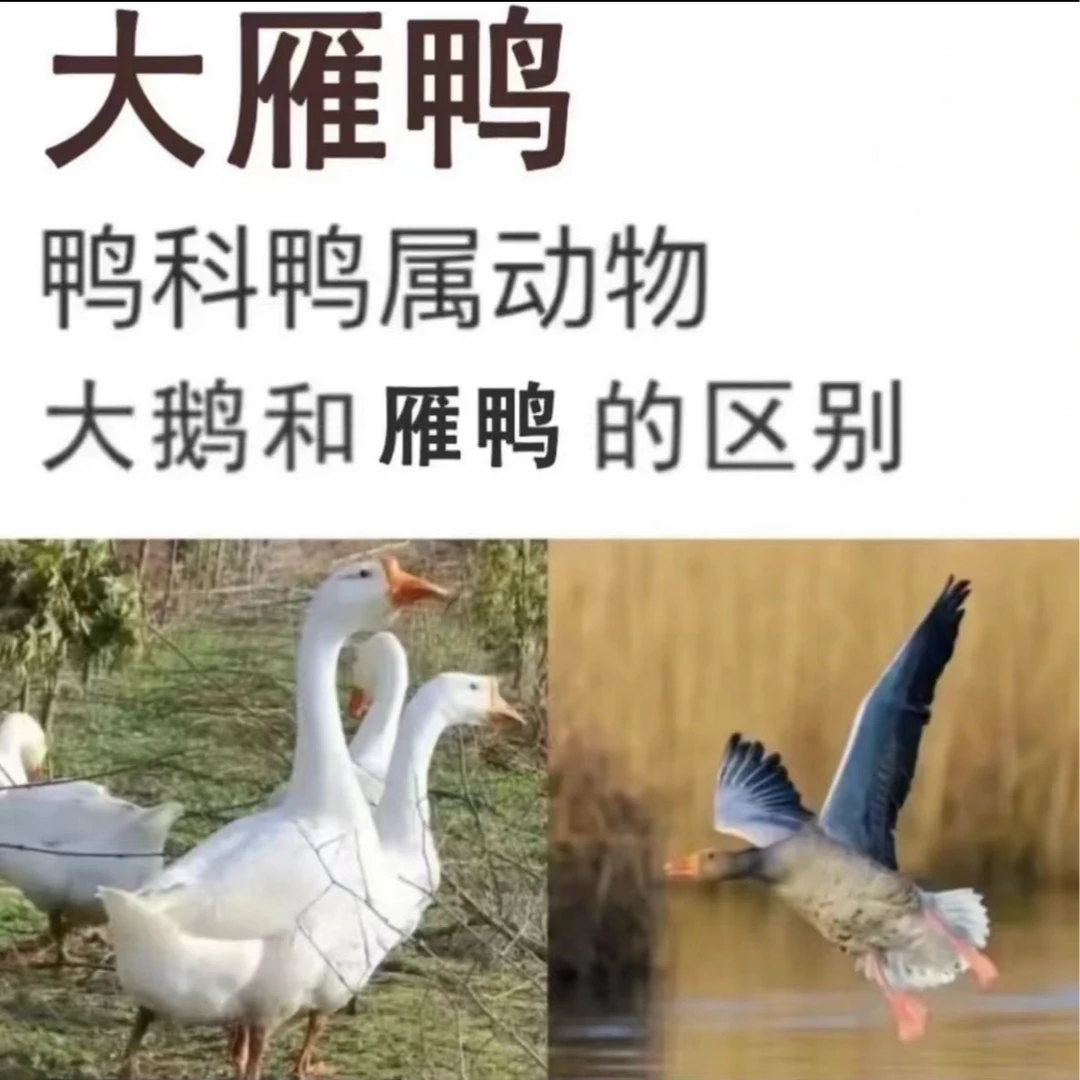 【买一送一】农家散养2只12斤土鸭带掌翅杀完重8-9斤