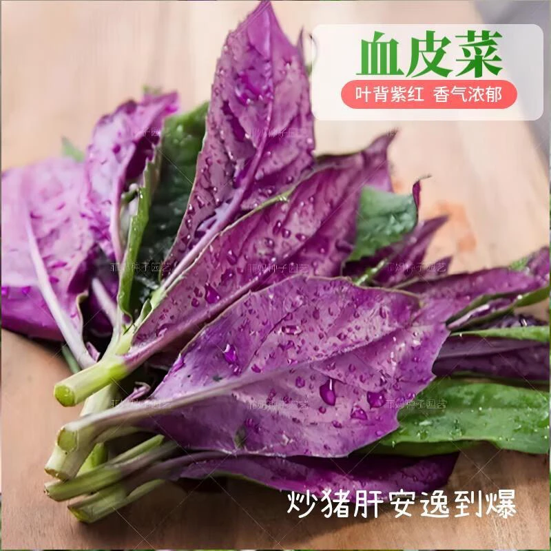 四川血皮菜新鲜自产农家自种现挖现发时令蔬菜全年供货批发包邮