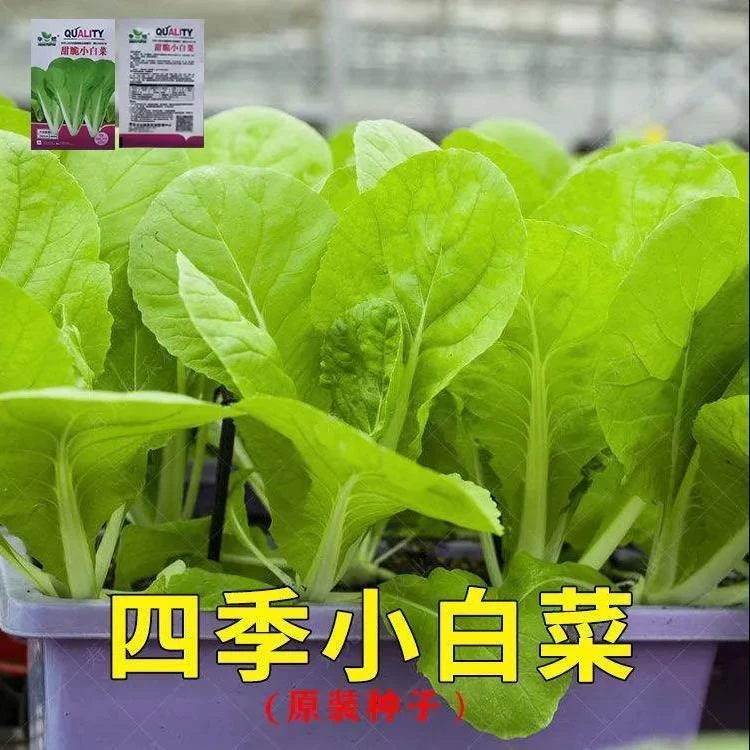 甜脆小白菜种子四季早熟小青菜阳台盆栽耐热速生快菜蔬菜种子大全