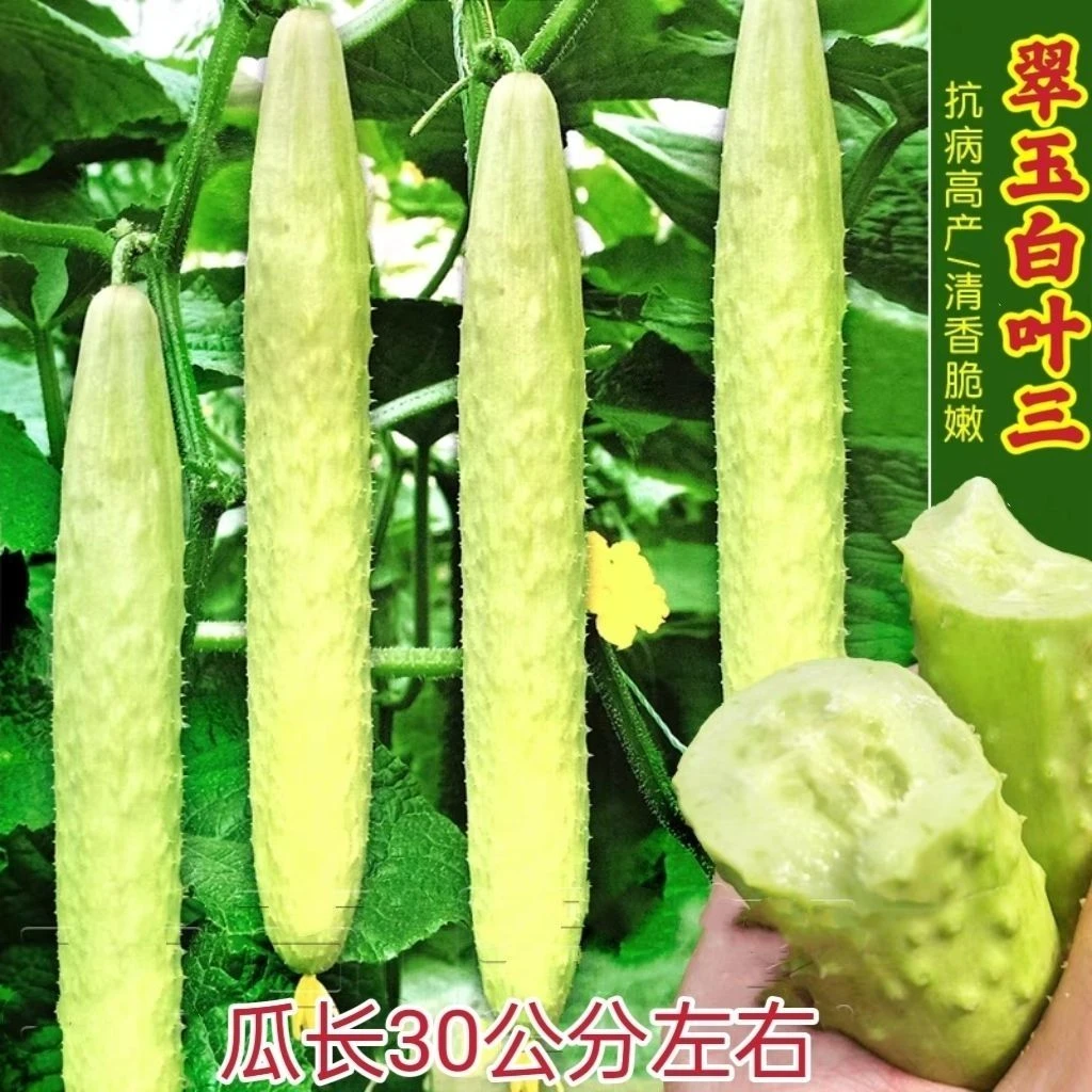 白黄瓜种子白叶三爬藤春秋播种家庭小菜园种籽易种瓜果蔬菜籽种孑