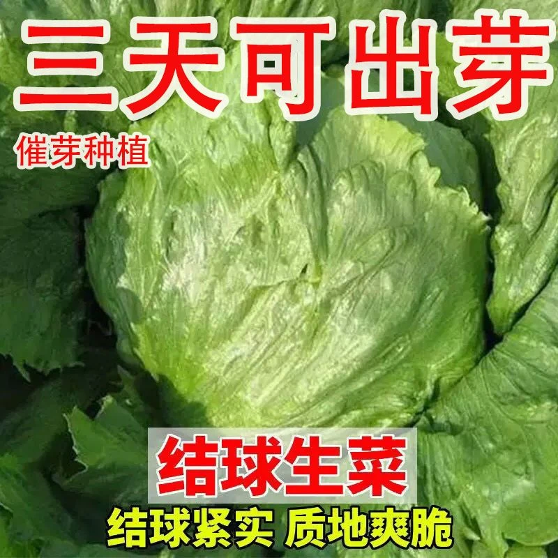 结球生菜四季圆生菜西餐汉堡火锅用包心沙拉新鲜蔬菜种子圆西生菜
