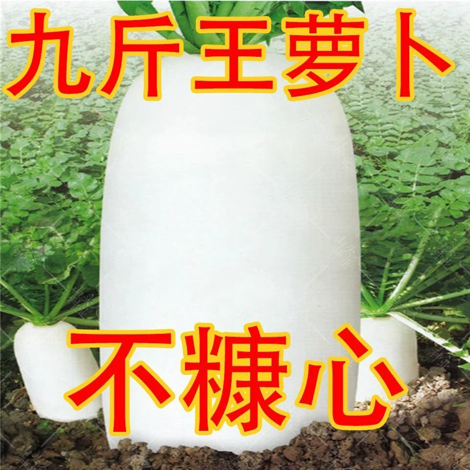 四季播种九斤王大白萝卜种子春秋蔬菜籽种庭院大田种长白萝卜耐寒