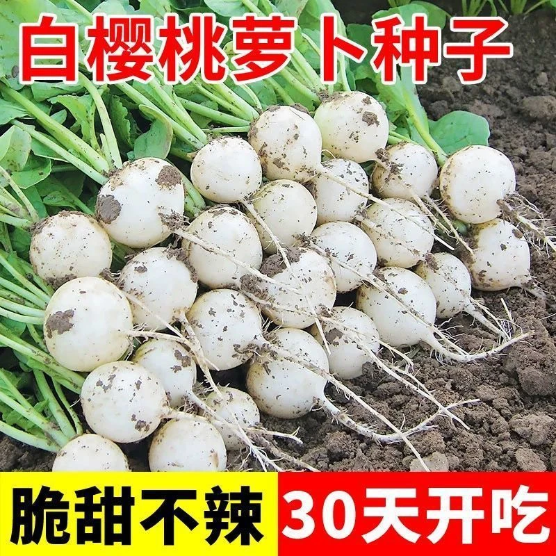白珍珠樱桃萝卜种子生吃脆甜水果萝卜种籽小萝卜四季种植蔬菜种子