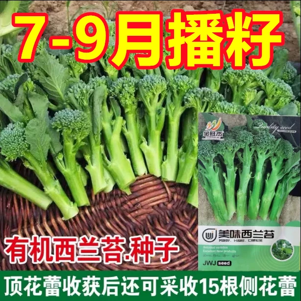 西蓝苔种子西洋芥兰种籽小西蓝花芥蓝菜苔菜心四季蔬菜种子大全