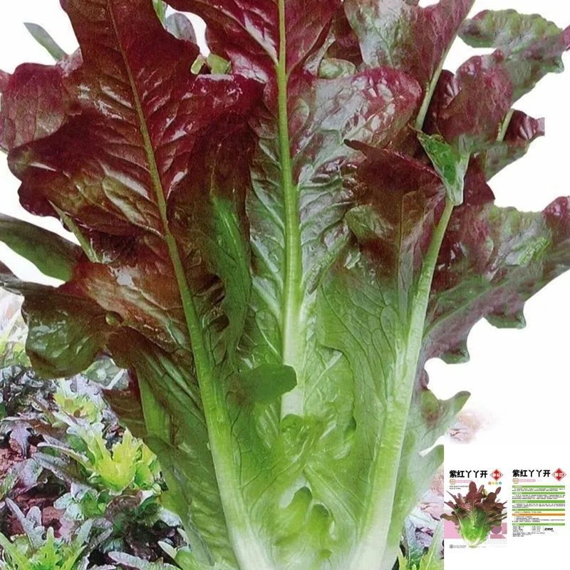 紫丫甜油麦菜种子丫丫开红油麦阳台盆栽油麦菜籽四季易种蔬菜种孑