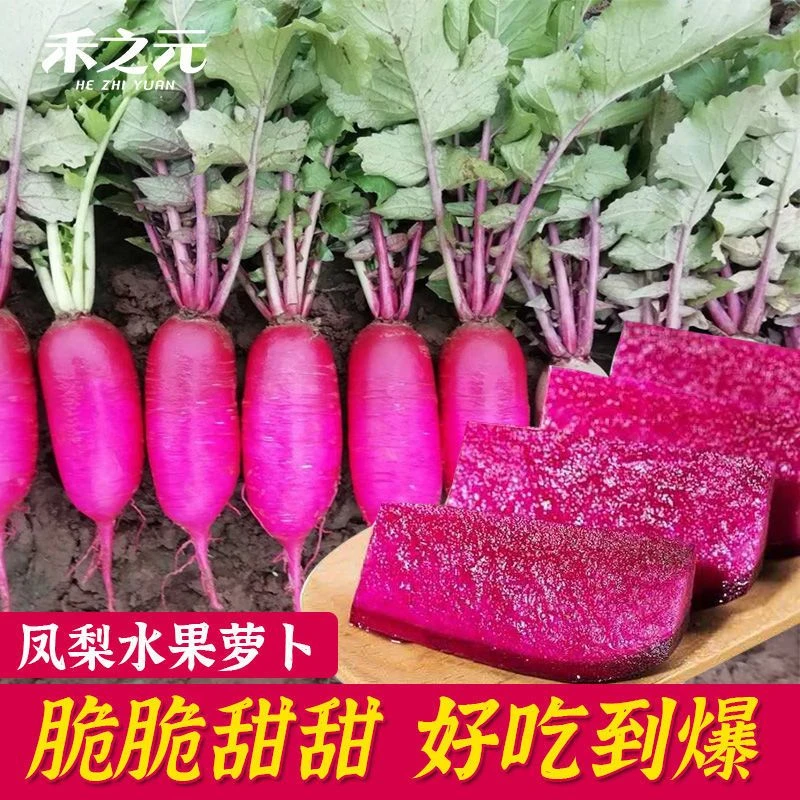 凤梨红心水果萝卜种子新鲜生吃满堂红心里美春秋夏季红皮萝卜种籽