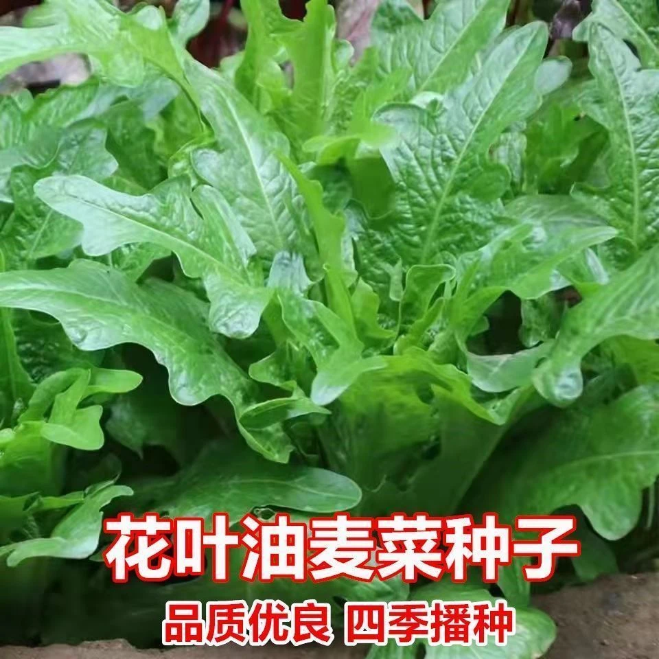 开叉花叶油麦菜种子香甜丫丫菜耐寒抗病高产易种冰菜蔬菜种籽